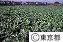 青々と葉がしげる東光寺大根の畑