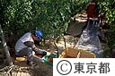 日の出トマトの収穫