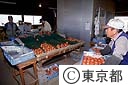 日の出トマトの選別