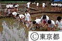 小学生の田植え