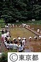 小学生の田植え