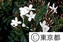 ジャスミンの花