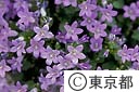 ブルーベルの花