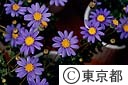 ブルーデイジーの花