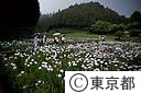 日の出菖蒲の里