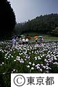 日の出花菖蒲の里