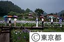 日の出花菖蒲の里