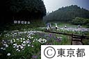 日の出花菖蒲の里