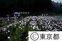 日の出花菖蒲の里