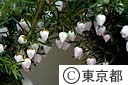 ボロニアの花
