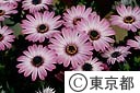 デルムフォセアの花