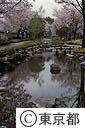 根川緑道と桜