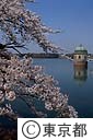 桜と多摩湖