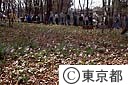 清水山いこいの森公園（カタクリの花）
