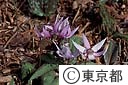 カタクリの花