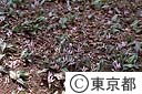 カタクリの花