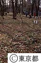 清水山いこいの森公園のカタクリ