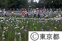 水元公園の花菖蒲まつり