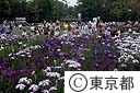 水元公園の花菖蒲まつり