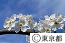 梨の花