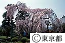 金剛寺のしだれ桜
