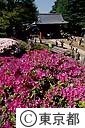 根津神社のつつじ