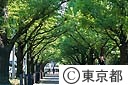 神宮外苑の街路樹