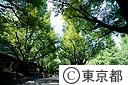 神宮外苑の街路樹