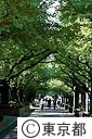 神宮外苑の街路樹