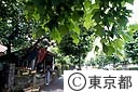 プラタナスの街路樹