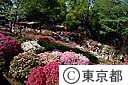 根津神社のつつじ
