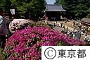 根津神社のつつじ