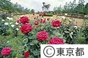 神代植物公園のバラ