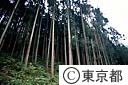 奥多摩の林業