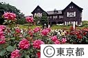旧古河庭園のバラ