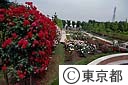 秋留台公園のバラ