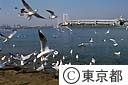 お台場海浜公園のユリカモメ