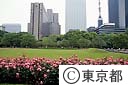 日比谷公園のバラ