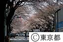 街路樹　サクラ