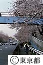 街路樹　サクラ