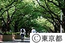 イチョウの街路樹