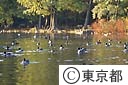 三宝寺池の水鳥