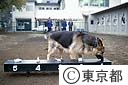 警察犬の臭気選別