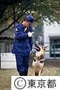 警察犬の服従訓練
