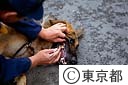 警察犬の歯の検査