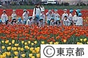 チューリップ畑