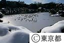 雪の清澄庭園