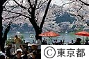 洗足池公園 桜と池のボート