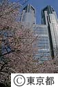 桜と都庁