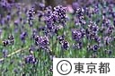 ラベンダー